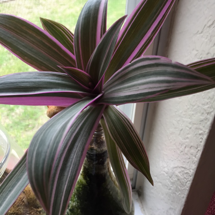 plant image 656268 plant image 656268