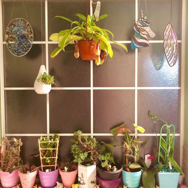 Teena's garden