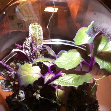 Teena's garden