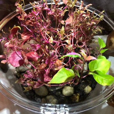 Teena's garden