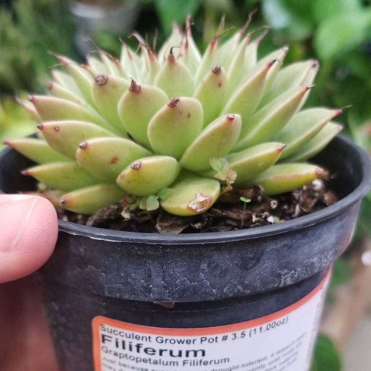 Plant image Graptopetalum Filiferum