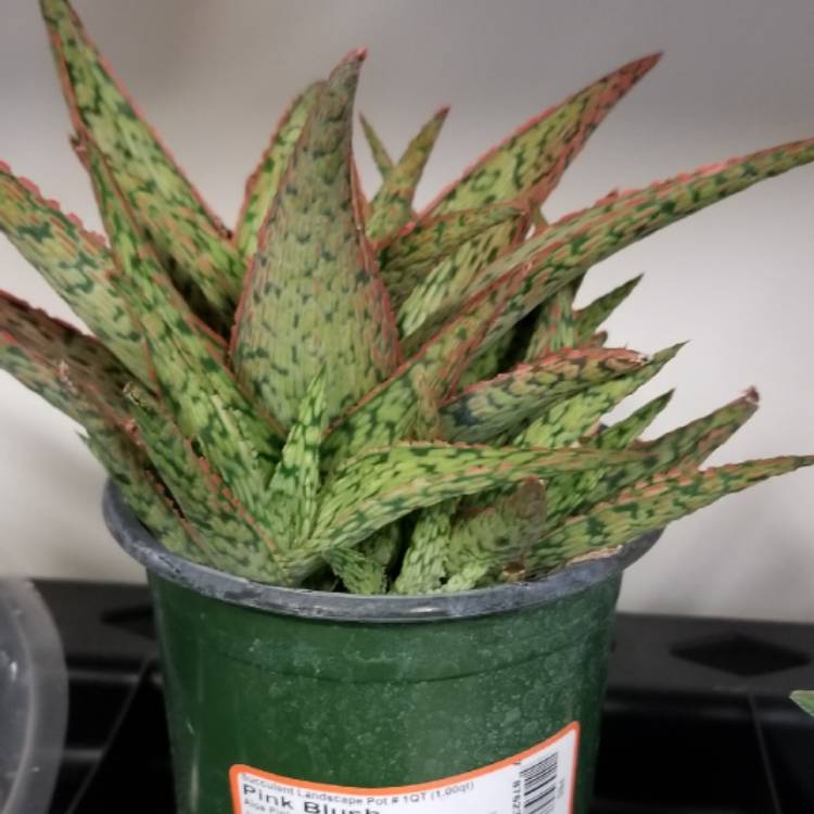 plant image 1099298