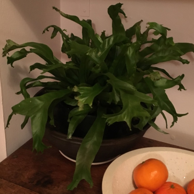 Plant image Asplenium antiquum 'Leslie'