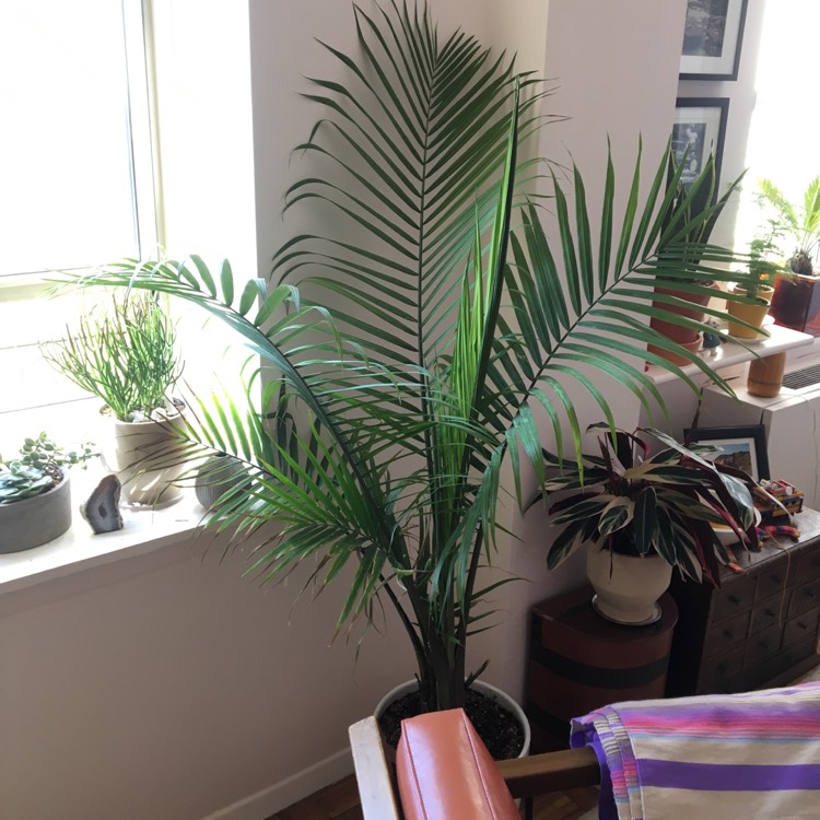 plant image 669852