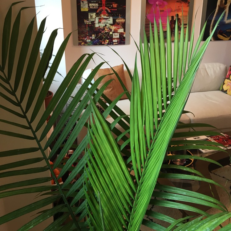 plant image 675505