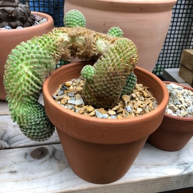 Pink's garden