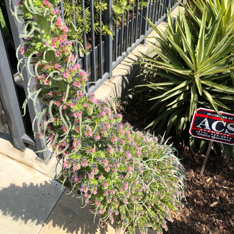 Pink's garden