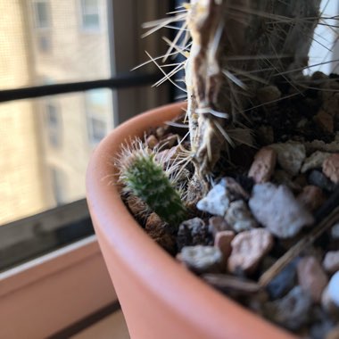 Prickly Pear cactus