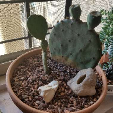 Prickly Pear cactus