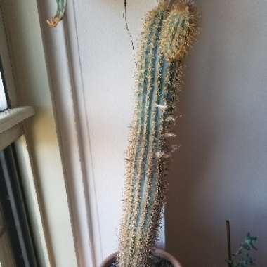 Wooly Torch Cactus