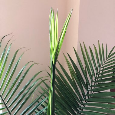 Ravenea rivularis