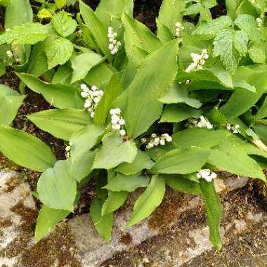 Clare 's garden
