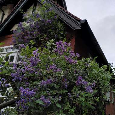 Clare 's garden