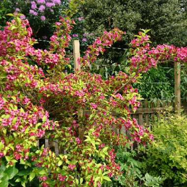 Weigela