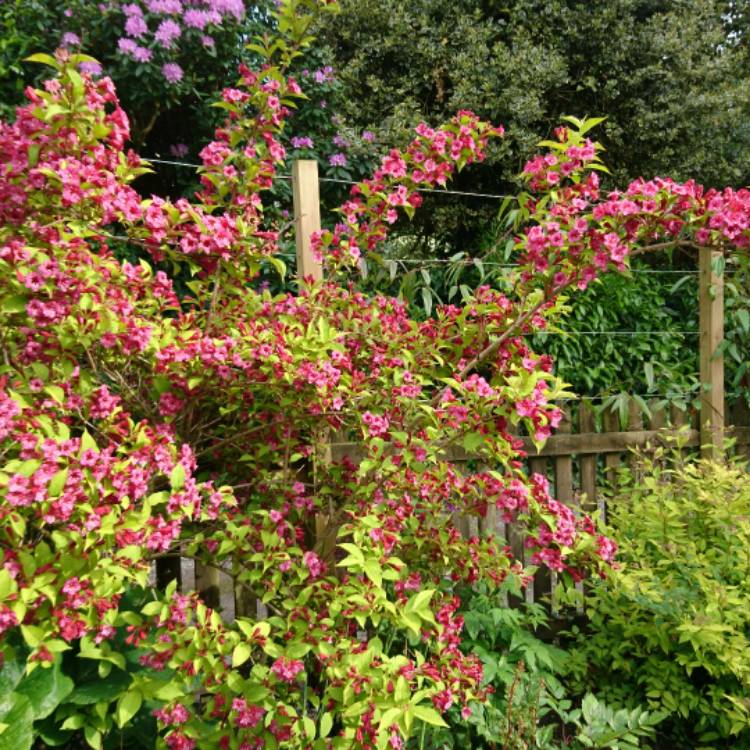 Plant image Weigela