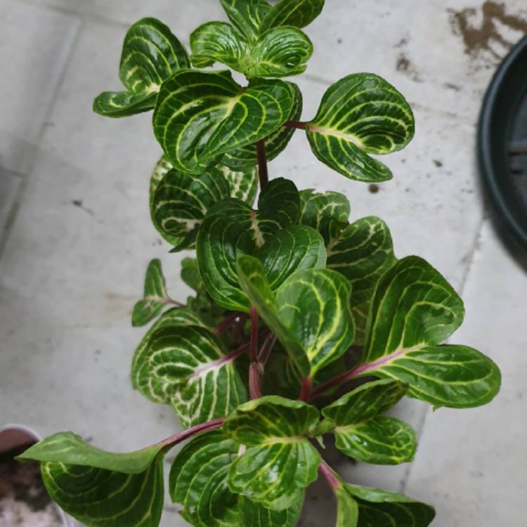 Plant image Iresine diffusa 'Aureo-reticulata'