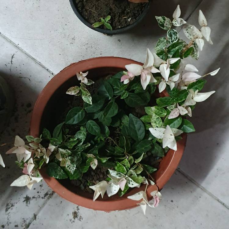 plant image 1224778