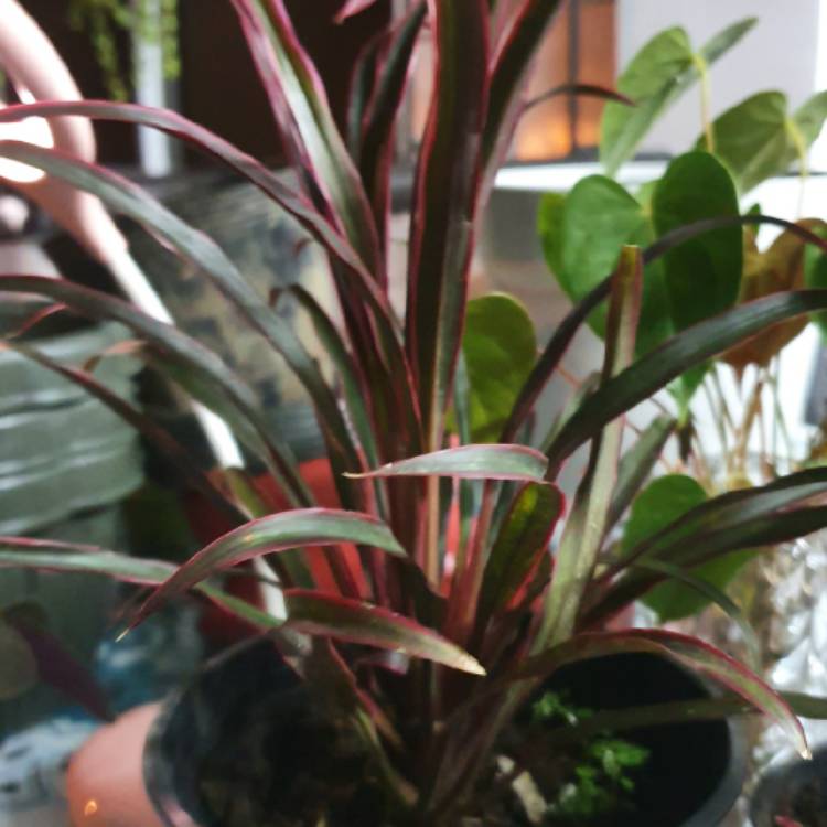 plant image 1224806