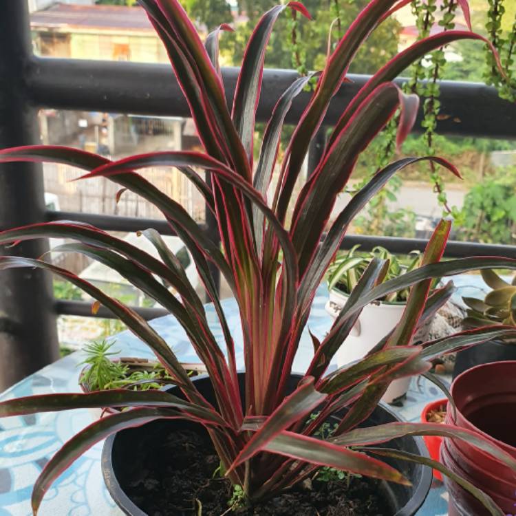 Plant image Dracaena Marginata 'Colorama'