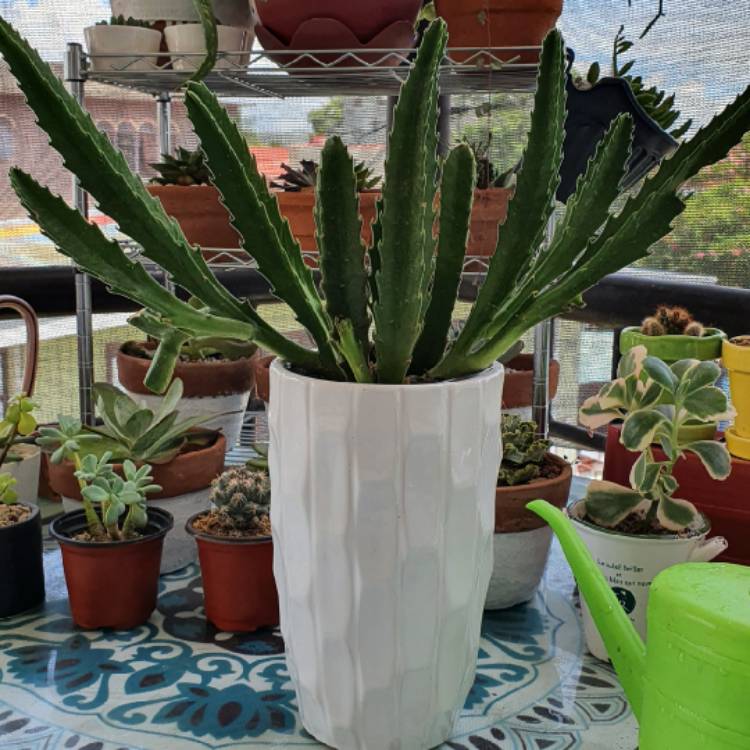 plant image 1332687