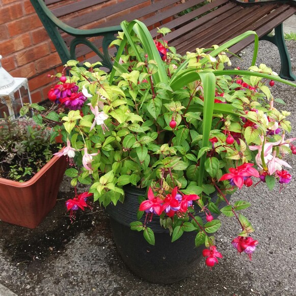 Jane's garden