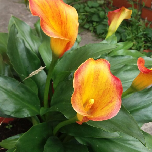Jane's garden