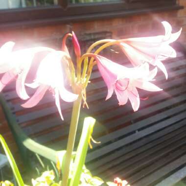 Jane's garden