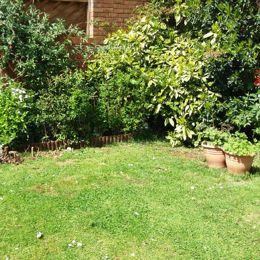 Jane's garden