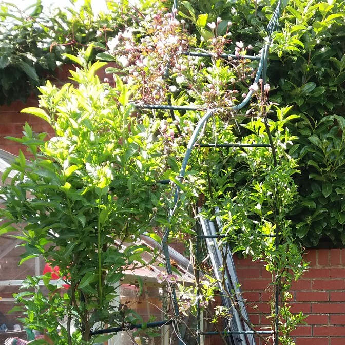 Jane's garden