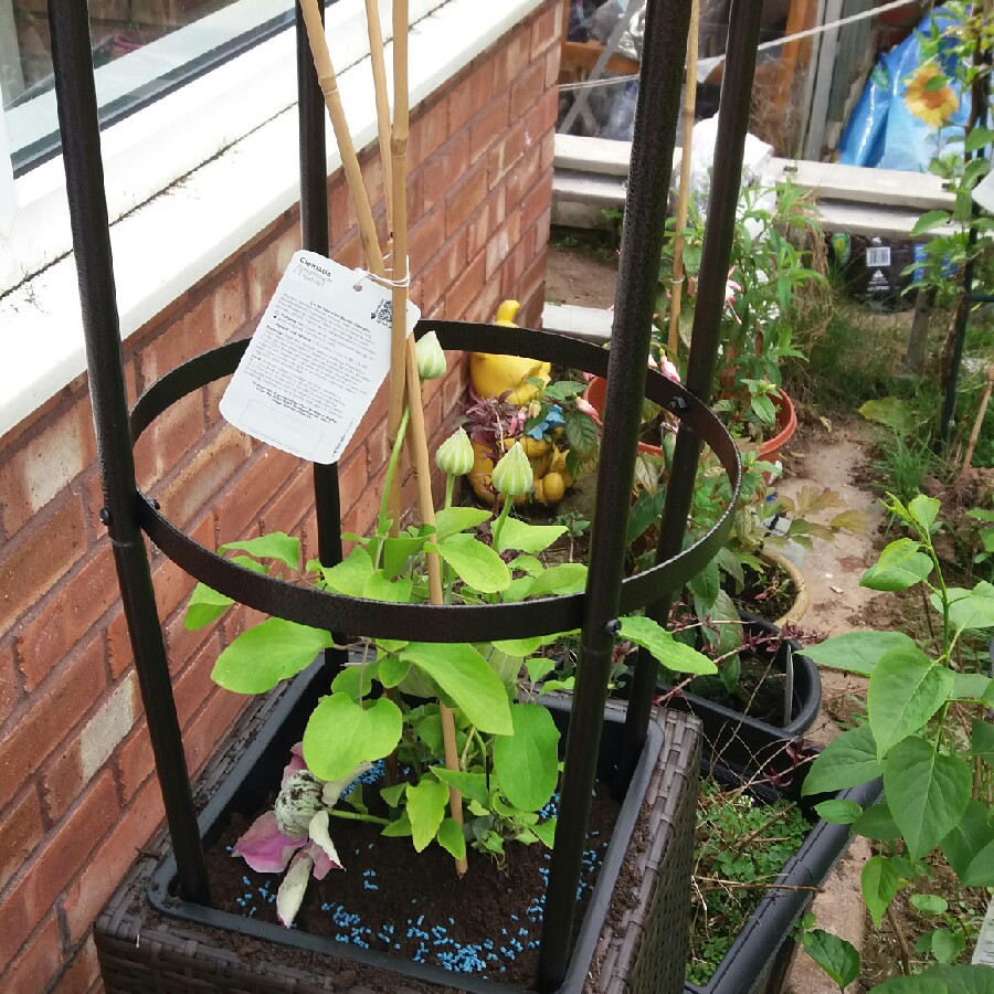 Clematis 'Josephine' (Evijohill)