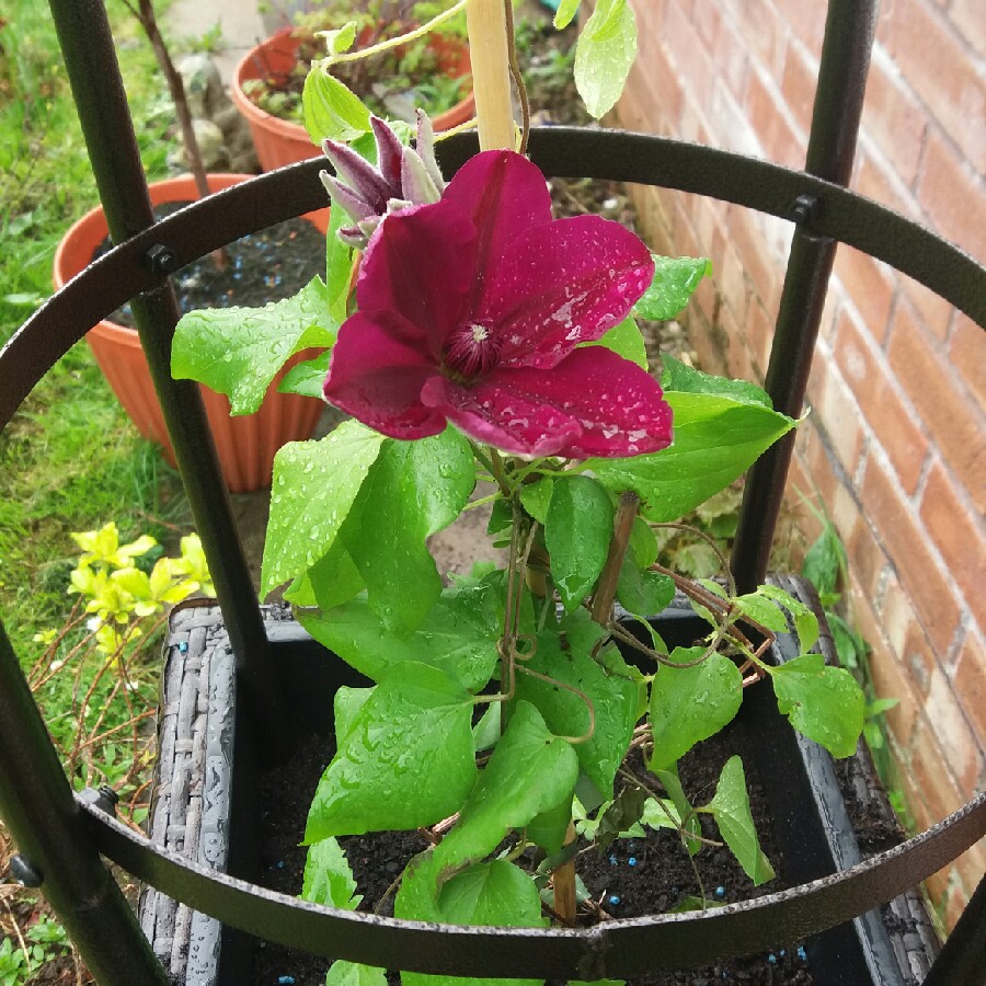 Clematis 'Westerplatte'