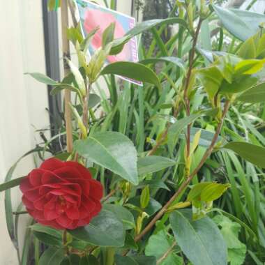Camellia