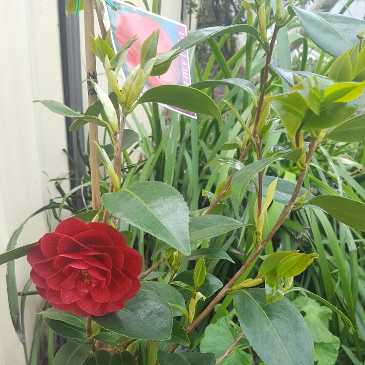 plant image 240782