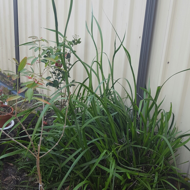 Plant image Anigozanthos 'Bush Inferno'