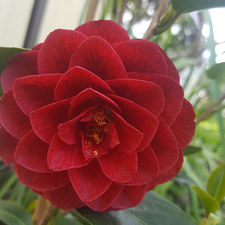 plant image 247182