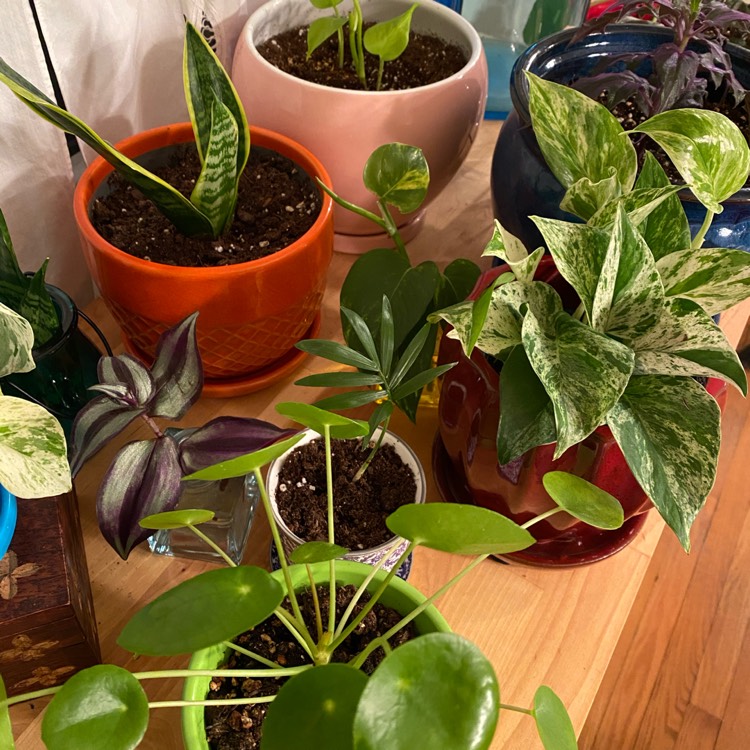 plant image 1239715