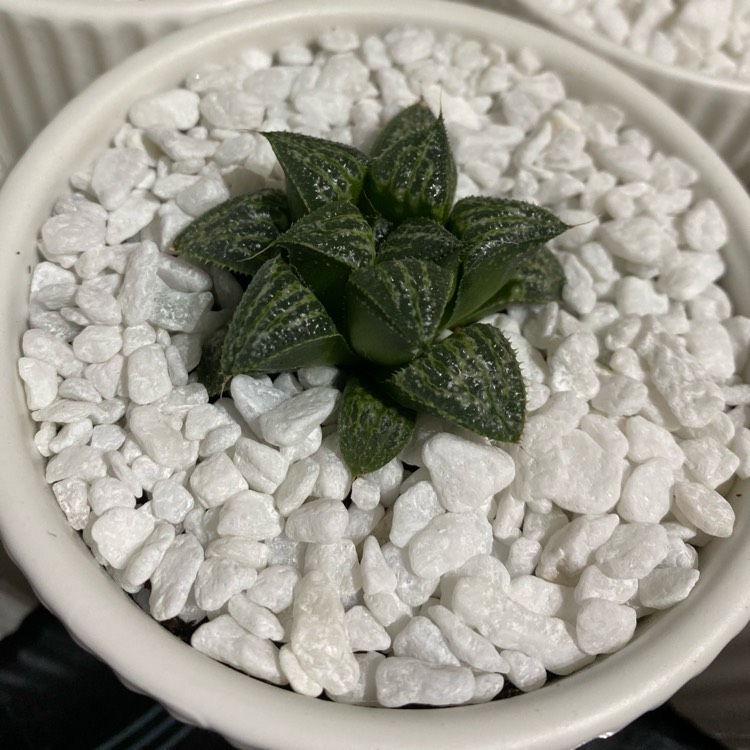 plant image 1191950