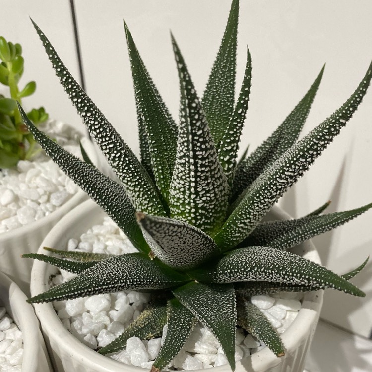 plant image 1191953