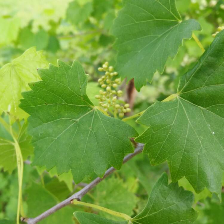 plant image 406992