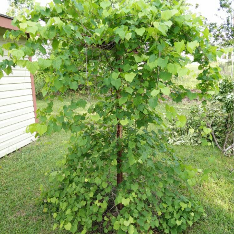 plant image 406994