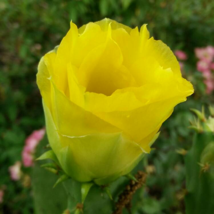 Plant image Opuntia humifusa