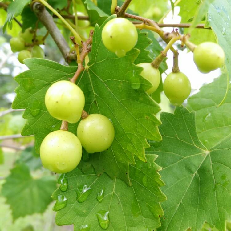 plant image 469132