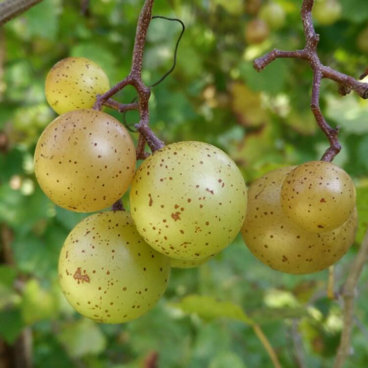plant image 538940
