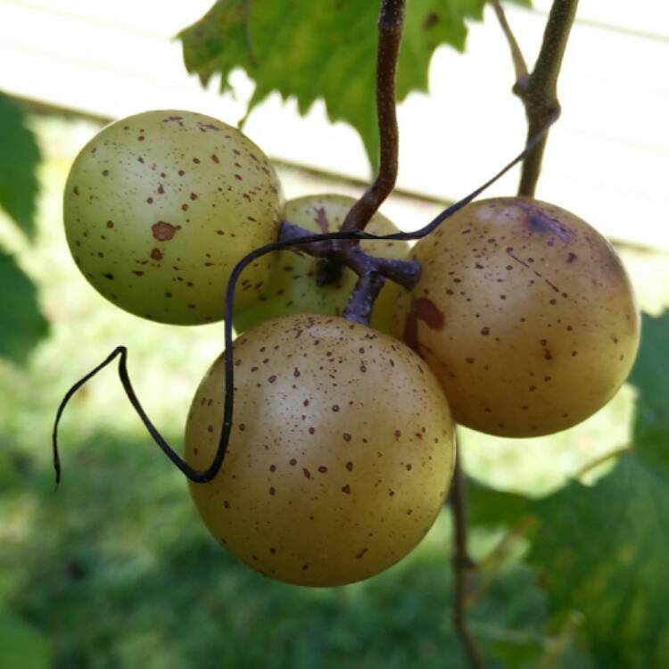 plant image 538951