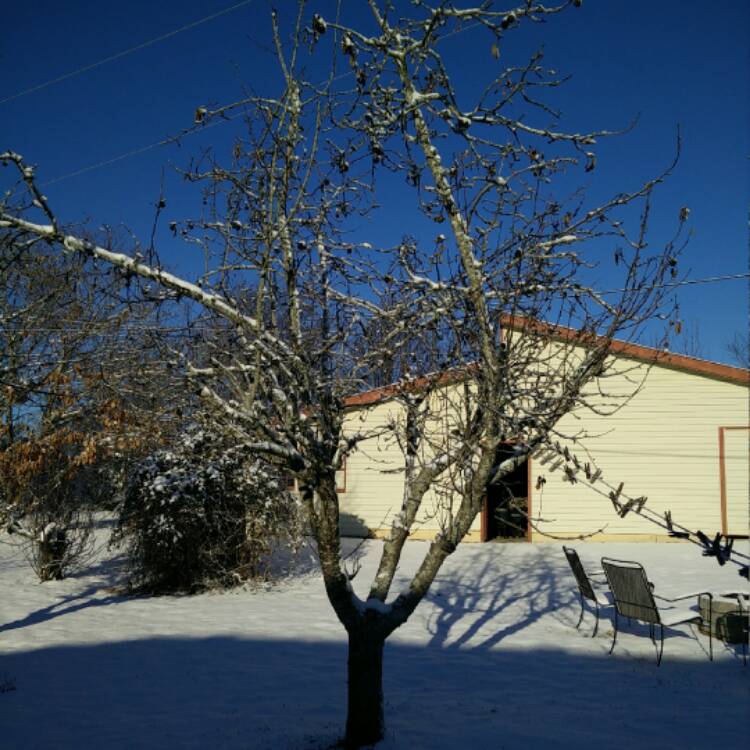 Plant image Malus domestica 'Granny Smith'