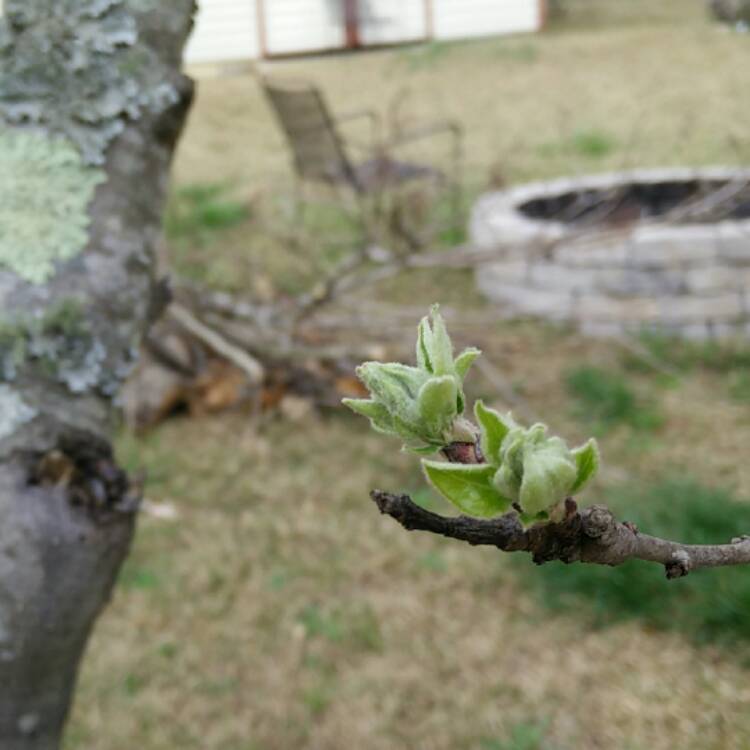 plant image 622345 plant image 622345