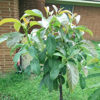 Avocado 'Hass'