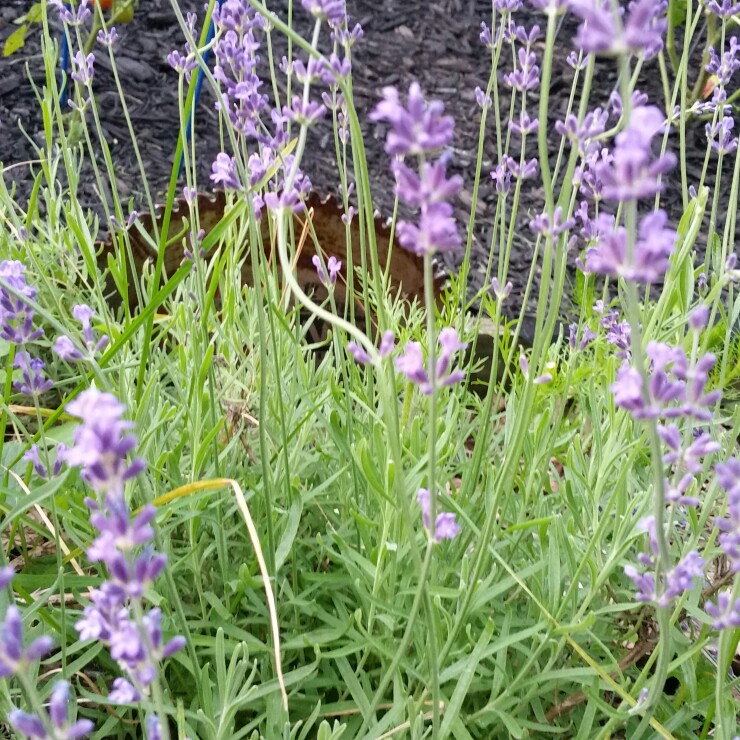 Plant image Lavandula pedunculata subsp. lusitanica 'Lusi Purple'