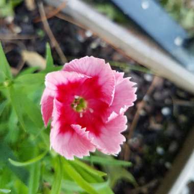 Tara's garden