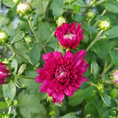Tara's garden